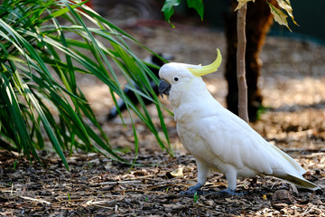 Australia Birds and Animals
