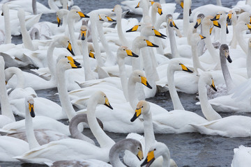 A flock of Whooper swan and ducks wintering on the thermal lake Svetloe (Lebedinoe), Altai Territory, Russia