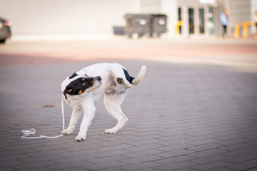 Parson Russell Terrier Puppy - Movement
