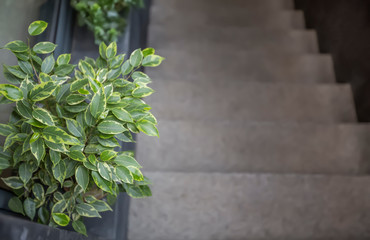 Evergreen decorative tree near stairs up to cafe