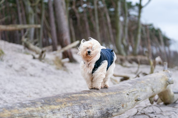 Havaneser mit Mantel