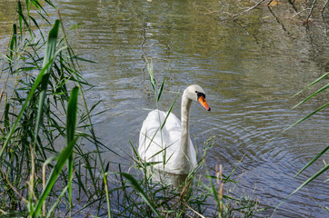 Fototapeta premium Swan swimming peacefully and quietly in a pond on winter in Spain