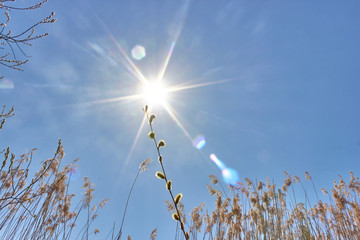 A branch of a blossoming willow in the sun. Blue spring sky and buds on the tree. Spring weather on a sunny day.