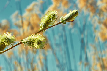 Buds on a tree branch near the water. Blossoming branch of a willow on a spring of reeds. Blooming...