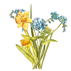 Watercolor bouquet Forget-me-not flowers, and Narcissus. Wild flower set isolated on white. Botanical watercolor illustration, rustic flowers. Good for cosmetics, medicine, treating, aromatherapy