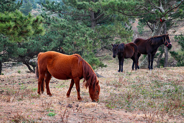 제주도 서귀포 송악산둘레길에서 바라 본 풍경 제주말