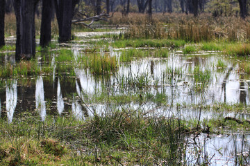 trawy rosnące w wodzie na podmokłym terenie w okolicy dolnego nilu © KOLA  STUDIO