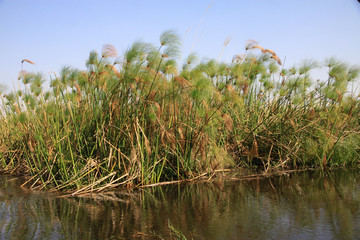 wysokie papirusy w wodzie w naturalnym środowisku