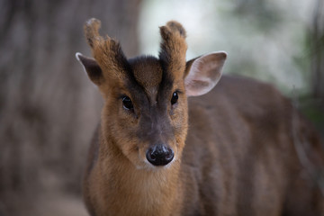 Retrato de un Muntjac de Reeve macho