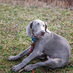 Weimaraner Welpe entdeckt im Spiel seine Welt