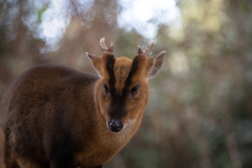 Retrato de un Muntjac de Reeve macho