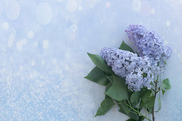 Lilac branches on a white texture background with highlights and bokeh
