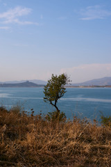 Lonely tree on the lake