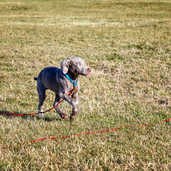 Weimaraner Welpe entdeckt im Spiel seine Welt