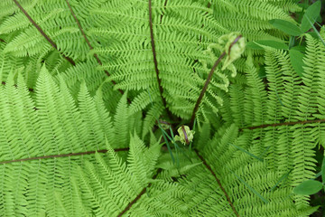 Bright green Scandinavian forest fern leafs photo. 