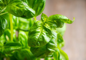 Green basil plant in pot on the wooden background. Selective focus.