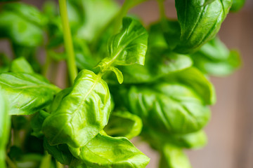 Green basil plant in pot on the wooden background. Selective focus.