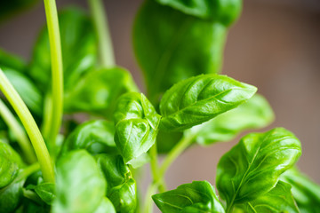 Green basil plant in pot on the wooden background. Selective focus.