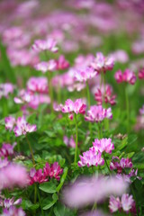 Fototapeta premium Strażnik 5