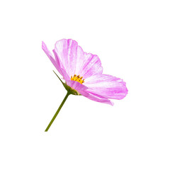 Cosmos flower isolated on white. Isolate of one pink white flower cosmos, bud open. Beautiful fresh natural flower simple