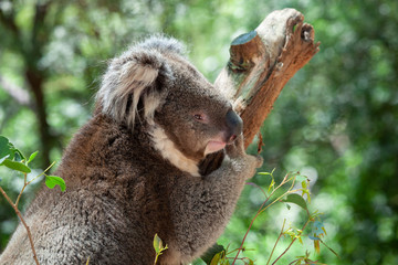 Koala bear climbing in the eucalyptus forest, Victoria, Australia