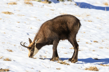 camoscio nel parco nazionale del Gran Paradiso