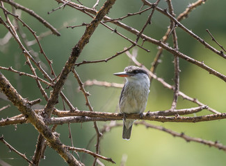 Brown Headed Kingfisher on a dry branch at Masai Mara, Kenya, Africa