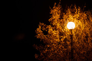 fire on black background