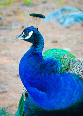 Fototapeta premium Peacock on the beach in Greece
