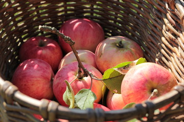 Apples in basket