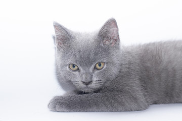 A grey kitten lies on a white background. Cute kitten. British cat. Cover for an album or notebook.