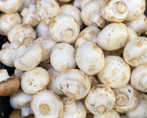 White champignon mushrooms, backdrop background. Many mushrooms close-up. Fresh ripe pure white mushroom Chapminon Agaricus