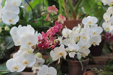Orchids in botanical garden