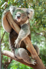 Koala bear photographed in a forest in Victoria Australia
