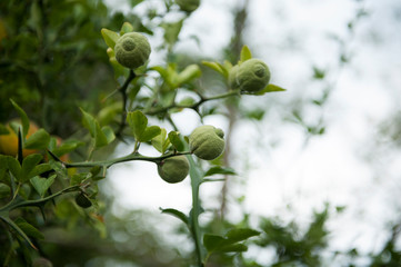 Wild lemon growing on a tree. Bitter lemon (lat.Poncirus trifoliata). Several fruits of lemons on a branch close-up. Tropical fruits. 