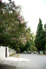 Rural street with beautiful flowering trees in Tskaltubo, Georgia.