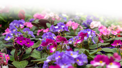 Fototapeta premium Floral background backdrop, many blossom blooming Saintpaulia violet in flower pots, purple lilac fresh natural flowers. White flare