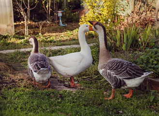 Three geese in garden