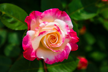 バラ　ディスティニィ