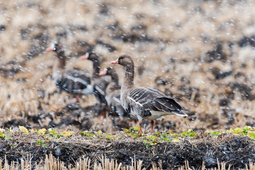 降雪の中のマガン(Greater white-fronted goose)