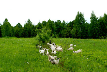 Fototapeta premium several white goats eat grass and bushes in a summer meadow.