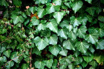 green ivy on the wall closeup. Floral background