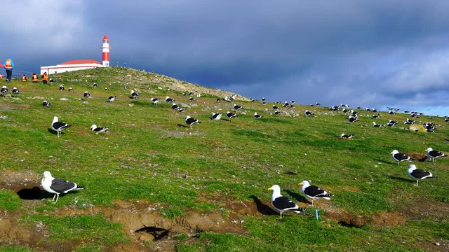Los Ping&uuml;inos Natural Monument, Punta Arenas, Magallanes Region, Chile, Sout Ship Explorers of Patagonia, Chilean Fjords, Tierra del Fuego, Patagonia, Strait of Magellan, Chile, South America, America