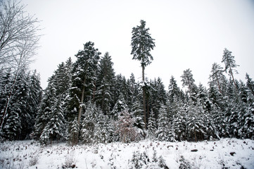 Trees, spruce after snowfall covered with snow. Winter landscape, Czech Republic, Czech Krumlov