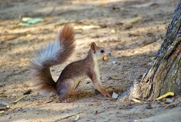 Ardilla en un parque público de Guardamar del Segura con un cacahuete en la boca.