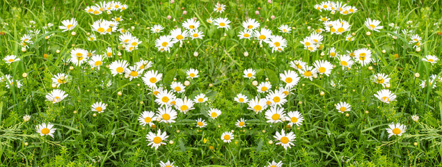 White blossom daisies on a green meadow. Panorama of blooming wild flowers meadow. Chamomile common...