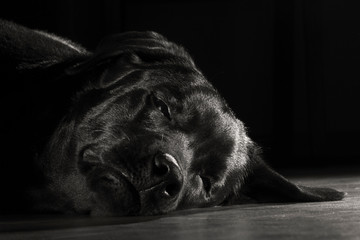 Black dog breed Labrador closeup.