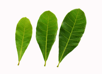 green leaf isolated on white background