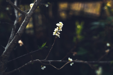 Spring - yellow flowers with bright skies