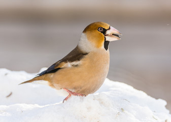  grosbeak